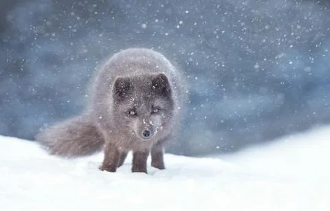 Close up of an Arctic fox in the falling snow Stock Photos