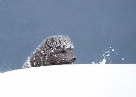 Close up of an Arctic fox in the falling snow Stock Photos