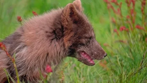 Close up arctic fox in its summer coat in a green meadow Stock Footage 339781291