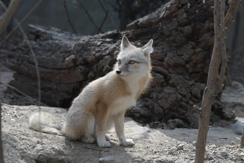 Close up Arctic Fox Stock Photos