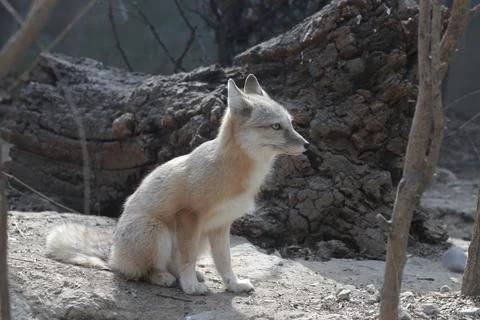 Close up Arctic Fox Stock Photos