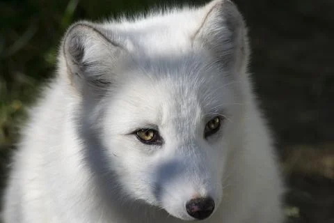 Close-up of an Arctic Fox. Stock Photos