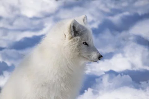Close-up of an Arctic Fox. Stock Photos