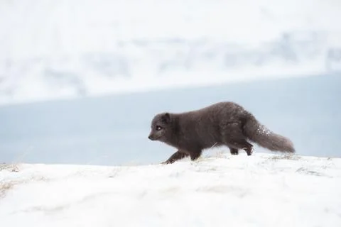 Close up of an Arctic fox running Stock Photos