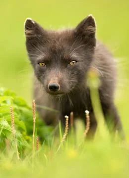 Close up of an Arctic fox in summer Foto stock