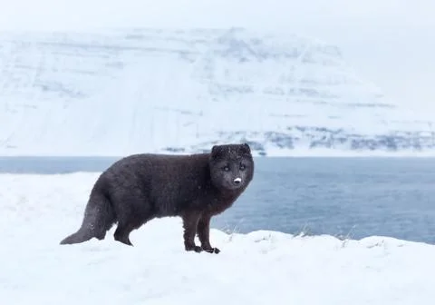 Close up of an Arctic fox in winter Stock Photos