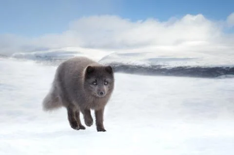 Close up of an Arctic fox in winter Stock Photos