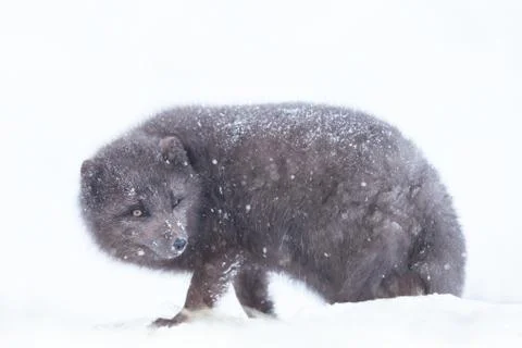 Close up of an Arctic fox in winter Stock Photos