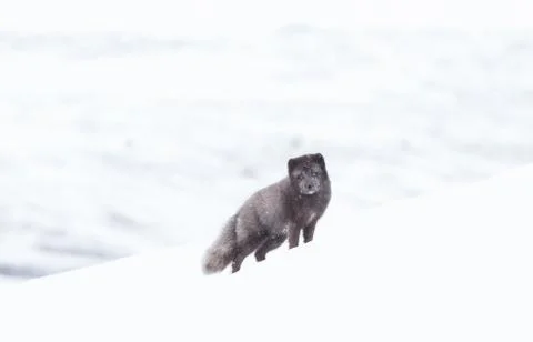 Close up of an Arctic fox in winter Stock Photos