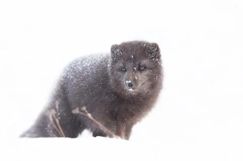 Close up of an Arctic fox in winter Stock Photos