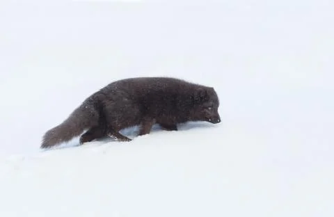 Close up of an Arctic fox in winter Stock Photos