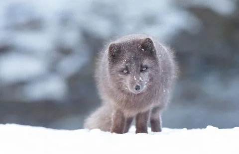 Close up of an Arctic fox in winter Stock Photos