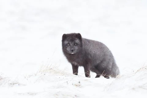 Close up of an Arctic fox in winter Stock Photos