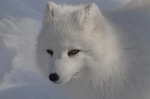 Close-up of an Arctic Fox in winter. Stock Photos