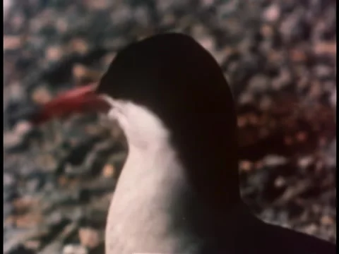 Close-up of arctic tern on the look out Stock Footage 260253741