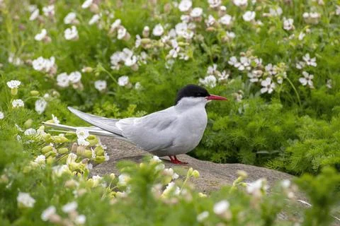 Close up of Arctic tern (Sterna paradisaea) in nature Stock Photos
