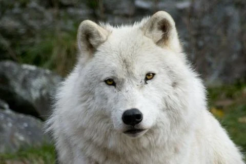 Close-up of an Arctic Wolf. Stock Photos
