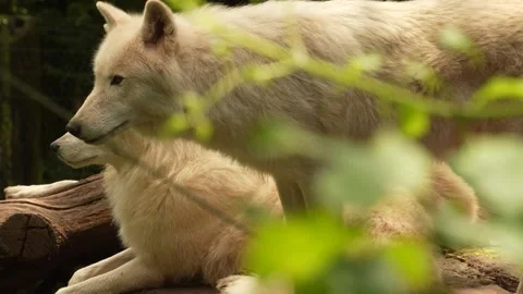 Close up of arctic wolfs Видео 344376020