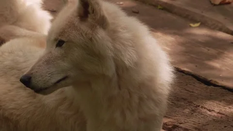 Close up of arctic wolfs Stock Footage 344376057
