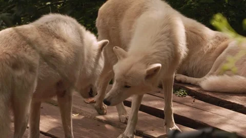 Close up of arctic wolfs Stock Footage 344376072