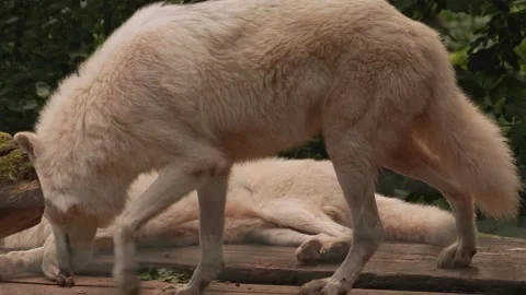 Close up of arctic wolfs Видео 344376103