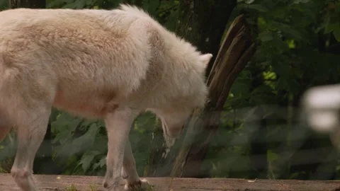 Close up of arctic wolfs Stock Footage 344379908