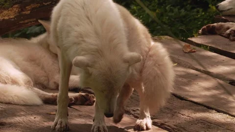Close up of arctic wolfs Stock Footage 344380025