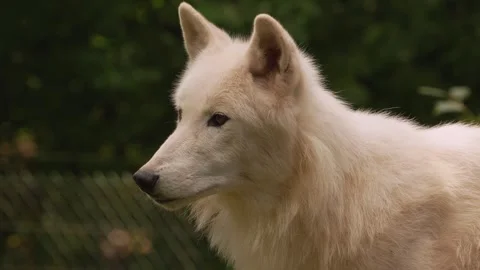 Close up of arctic wolfs Stock Footage 344380101