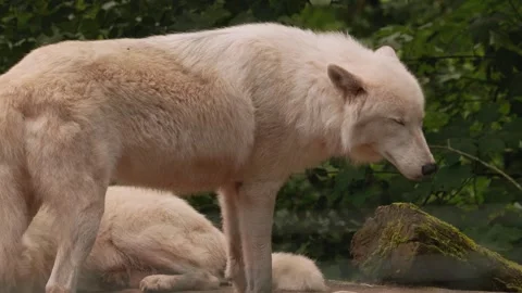 Close up of arctic wolfs Stock Footage 344380102