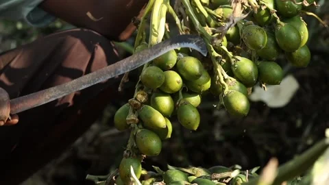 Close-Up of Areca Nut Harvest During Rural Farming Work Stock Footage 325418816
