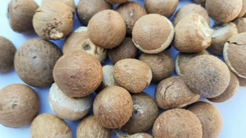 Close up of Areca Nut Seeds Stock Footage 312246614