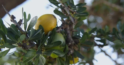 Close up of argan tree with yellow and green fruits Video stock 103863112