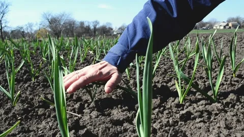 Close up arm of farmer touching young garlic sprouts growing in soil. Fertilized Stock Footage 176868289