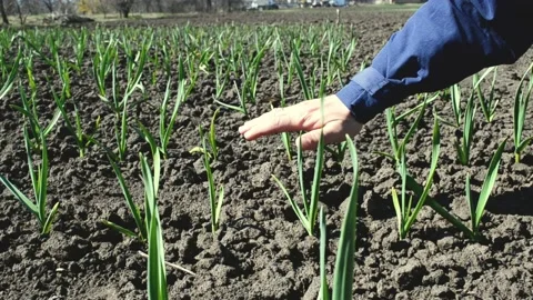 Close up arm of farmer touching young garlic sprouts growing in soil. Fertilized Stock Footage 176868515