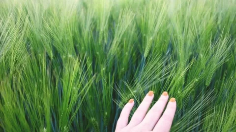 Close-up arm touching ears of early green wheat, agriculture , growing wheat for Stock Footage 196925332
