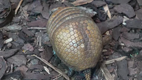 Close up of an armadillo  Stock Footage 271209517