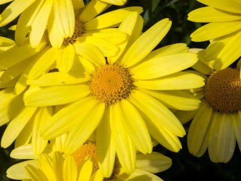Close up of Arnica Flower Stock Photos