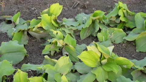 Close-up of the aromatic ginger plants on the field Stock Footage 316245888