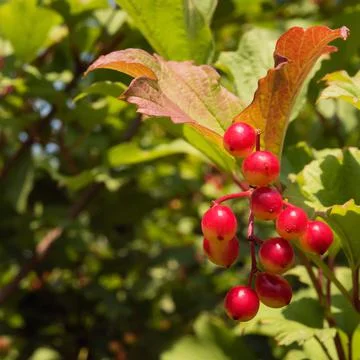 Close-up of arrow-wood red berries Stock Photos