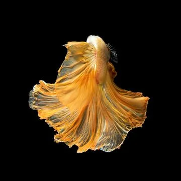 Close up art movement of Betta fish,Siamese fighting fish Stock Photos