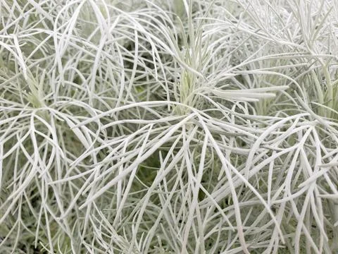 Close up of artemisia leaf Stock Photos