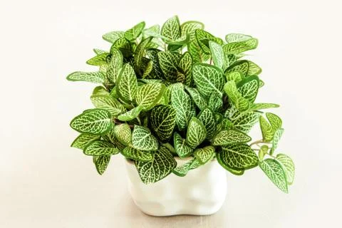 Close up artificial green leaf bush in white ceramic vase ,isolate Stock Photos