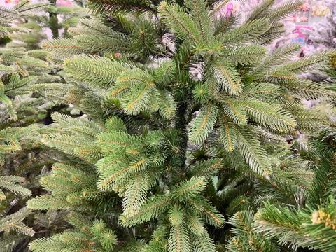 A close-up of an artificial green spruce. Stock Photos