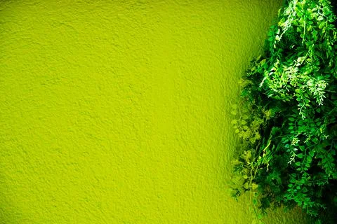 Close-up of artificial greenery for decor and a green textured wall. Copy spa Stock Photos