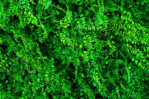 Close-up of artificial greenery for decoration. Stock Photos