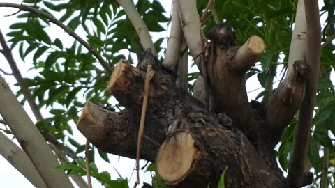 Close-up of an artificial plant graft on a tree on the day with its leaves Stockbeeldmateriaal 164566465