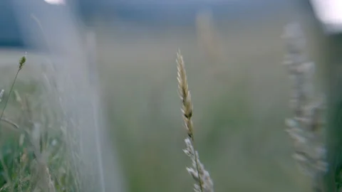 Close up artistic grass stalk with blur and magnifier Stock Footage 159539908