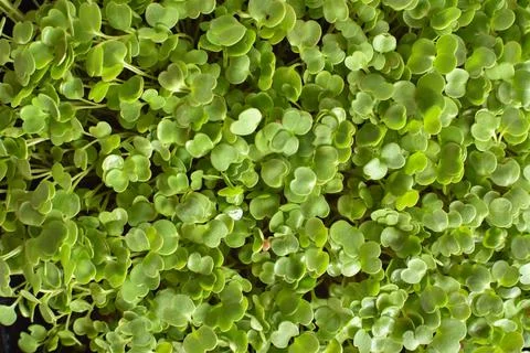 Close-up of arugula leaves. Texture botany leaves. Stock Photos