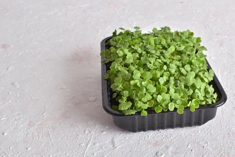 Close-up in arugula on a light background. Cultivation of micro-green plants. Stock Photos