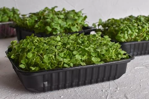 Close-up in arugula on a light background. Cultivation of micro-green plants. Foto stock